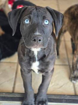 Black Labrador Retriever and Catahoula Leopard Dog Dogs Available for Adoption in Milton, Florida - Mac Daddy | PetCurious