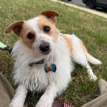 Mixed Breed Dogs Available for Adoption in Wayne, New Jersey - Benny | PetCurious
