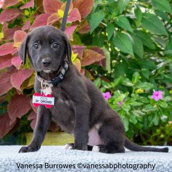 Dr Orchid -  Retriever Dog for Adoption in Wake Forest, North Carolina - Dr Orchid | PetCurious