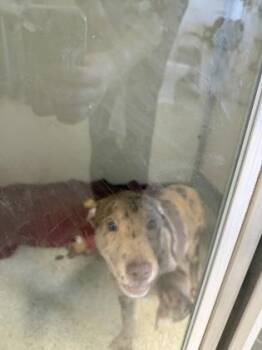 Australian Shepherd and Mixed Breed Dogs Available for Adoption - Carmel | PetCurious