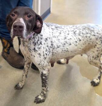Rescue German Shorthaired Pointer Dogs for Adoption in Sudbury, Massachusetts - Mira | PetCurious