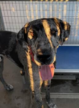 Rescue Great Dane Dogs for Adoption in Victorville, California - STRAY 5282 HOLD UNTIL 11/14/2025 (H40) | PetCurious