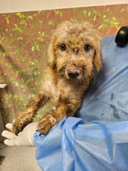 Ganache -  Terrier and Mixed Breed Dog for Adoption in San Antonio, Texas - Ganache | PetCurious