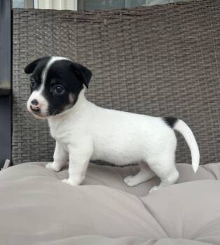 Pebbles -  Chihuahua Dog for Adoption in Gainesville, Virginia - Pebbles | PetCurious