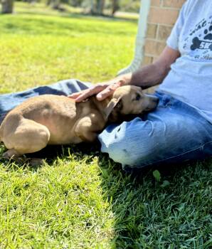 Rescue Labrador Retriever and Pit Bull Terrier Dogs for Adoption - SARABI…..sweet, Submissive, BABY!!!! | PetCurious