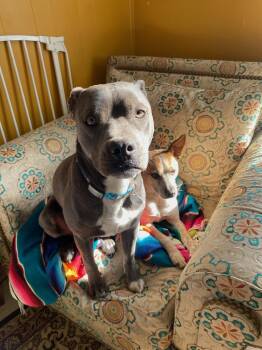 Ducky -  Pit Bull Terrier Dog for Adoption in Durango, Colorado - Ducky | PetCurious