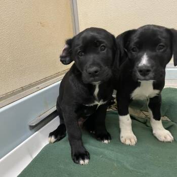 Mixed Breed Dogs Available for Adoption - Brando | PetCurious