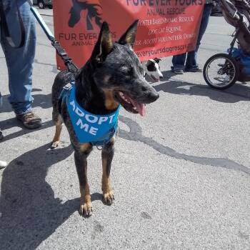 Australian Cattle Dog Blue Heeler Dogs Available for Adoption in Oroville, Washington - Cash | PetCurious