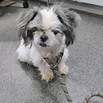 LVH-Stray-13619 -  Mixed Breed Dog for Adoption in Allentown, Pennsylvania - LVH-Stray-13619 | PetCurious