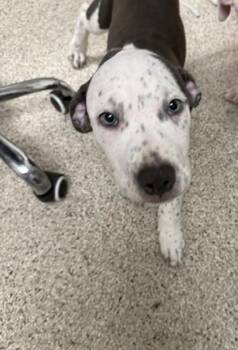 Jagger -  Terrier and Mixed Breed Dog for Adoption in Conway, Arkansas - Jagger | PetCurious