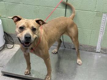 MIA -  American Staffordshire Terrier and Mixed Breed Dog for Adoption in Grand Prairie, Texas - MIA | PetCurious