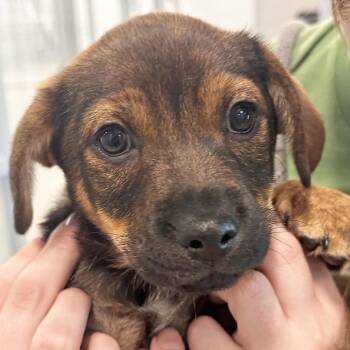 Teak -  Mixed Breed Dog for Adoption in Hailey, Idaho - Teak | PetCurious
