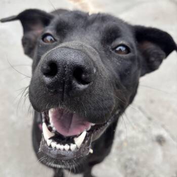 Black Labrador Retriever and Pit Bull Terrier Dogs Available for Adoption in The Dalles, Oregon - Maka | PetCurious