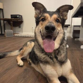 Jagger D12398 -  German Shepherd Dog and Shepherd Dog for Adoption - Jagger D12398 | PetCurious