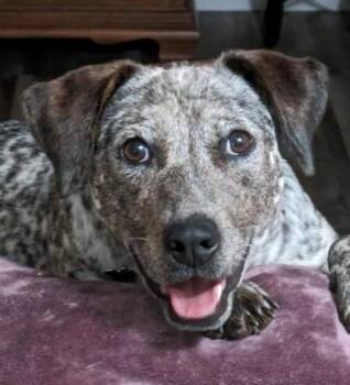 German Shorthaired Pointer and Australian Cattle Dog Blue Heeler Dogs Available for Adoption in Greeley, Colorado - Penny | PetCurious