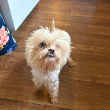 Marshmallow -  West Highland White Terrier Westie Dog for Adoption in Brentwood, Missouri - Marshmallow | PetCurious