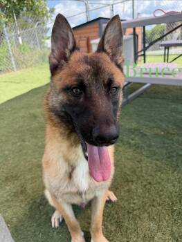Bruce -  Belgian Shepherd Malinois Dog for Adoption in Albemarle, North Carolina - Bruce | PetCurious