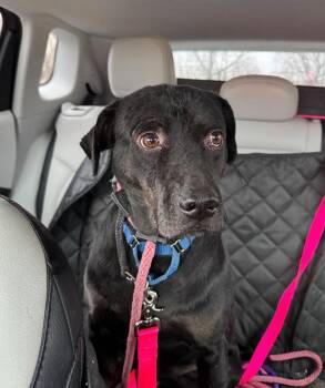 Hail -  Black Labrador Retriever Dog for Adoption in Houston, Texas - Hail | PetCurious
