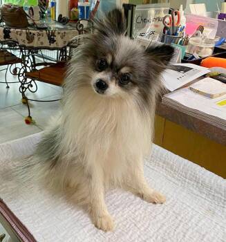 Mamoa (NOT YET AVAILABLE) -  Pomeranian Dog for Adoption in Benton, Louisiana - Mamoa (NOT YET AVAILABLE) | PetCurious