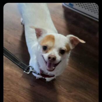 Frank -  Chihuahua Dog for Adoption in Oregon, Wisconsin - Frank | PetCurious