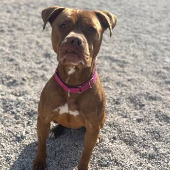 Pit Bull Terrier Dogs Available for Adoption in St. Peters, Missouri - Lucky Lucy | PetCurious
