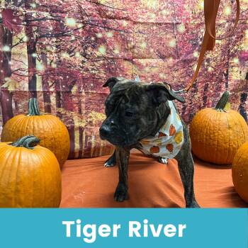 Rescue Mixed Breed Dogs for Adoption - Tiger River | PetCurious