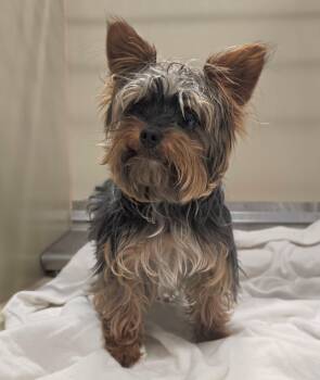 26-268 -  Yorkshire Terrier Dog for Adoption in Lindenhurst, New York - 26-268 | PetCurious