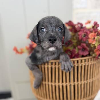 Chandler -  Catahoula Leopard Dog and Mixed Breed Dog for Adoption in Baton Rouge, Louisiana - Chandler | PetCurious