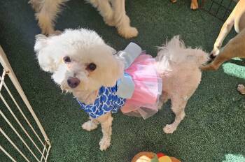 Annie -  Poodle Dog for Adoption - Annie | PetCurious