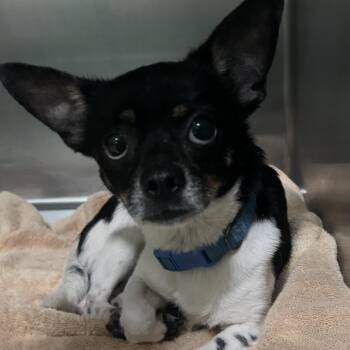Swanky -  Chihuahua Dog Available for Adoption in Tampa, Florida - Swanky | PetCurious
