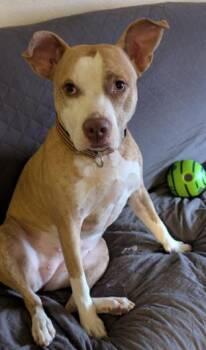 DIAMOND -  American Staffordshire Terrier Dog for Adoption in San Antonio, Texas - DIAMOND | PetCurious