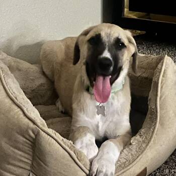 Shepherd and Mixed Breed Dogs Available for Adoption - Oetter | PetCurious