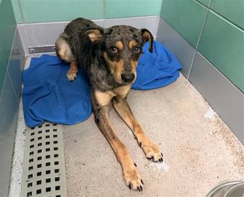 A2095794 -  Australian Cattle Dog Blue Heeler and Mixed Breed Dog for Adoption in Houston, Texas - A2095794 | PetCurious