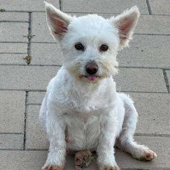 West Highland White Terrier Westie and Poodle Dogs Available for Adoption - Lady Marshmallow | PetCurious