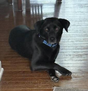 Blackie -  Black Labrador Retriever Dog for Adoption in Plainfield, Illinois - Blackie | PetCurious