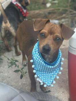 Rescue Chihuahua and Dachshund Dogs for Adoption in Liverpool, Texas - Blizzard | PetCurious