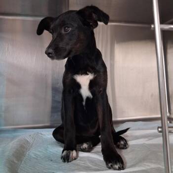 Jasmine -  Mixed Breed Dog for Adoption in Pauls Valley, Oklahoma - Jasmine | PetCurious