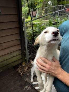John McVie -  Mixed Breed Dog for Adoption in Elkins, West Virginia - John McVie | PetCurious