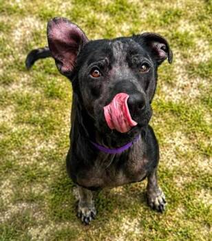 Coral -  Mixed Breed Dog for Adoption in Palm Coast, Florida - Coral | PetCurious