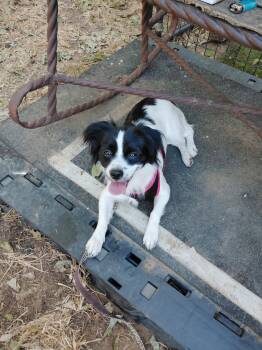 Delilah -  Papillon and Cocker Spaniel Dog for Adoption in Garland, Texas - Delilah | PetCurious