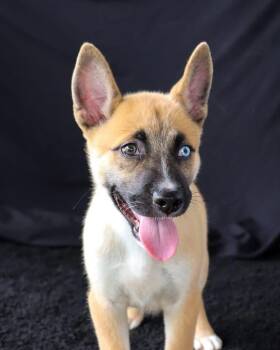 Rusty -  Shepherd Dog for Adoption in Windsor Locks, Connecticut - Rusty | PetCurious
