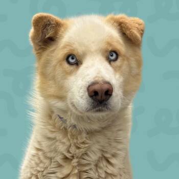 Rescue Mixed Breed Dogs for Adoption in Reno, Nevada - Sky | PetCurious