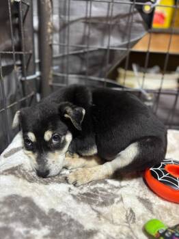 Australian Shepherd and Border Collie Dogs Available for Adoption - Fraser | PetCurious