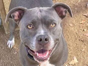 Rescue Mixed Breed Dogs for Adoption in Georgetown, Texas - Lulu | PetCurious