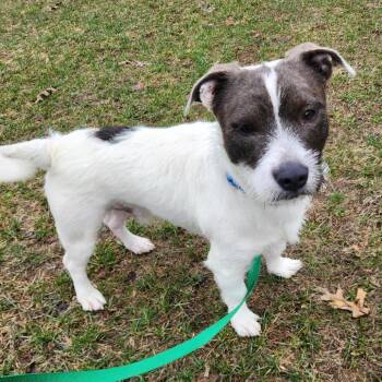 Terrier Dogs Available for Adoption - Gus | PetCurious