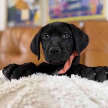 Molly Jane Bay -  Black Labrador Retriever Dog for Adoption in Friendswood, Texas - Molly Jane Bay | PetCurious