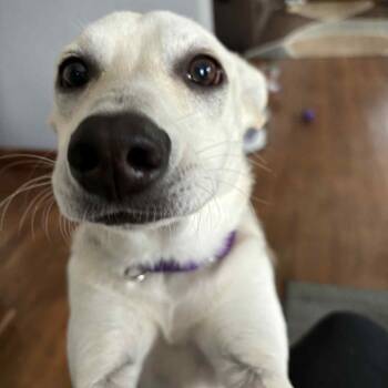 Rescue Mixed Breed Dogs for Adoption in Rochester, Minnesota - Kita Snow | PetCurious