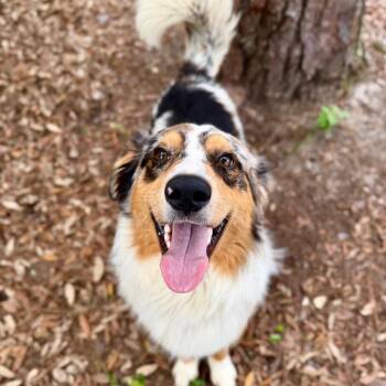 Archer -  Mixed Breed Dog for Adoption in Milton, Florida - Archer | PetCurious