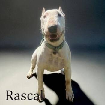 Rescue Bull Terrier Dogs for Adoption in Palm Desert, California - Rascal | PetCurious