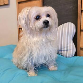 Mixed Breed Dogs Available for Adoption in Wickenburg, Arizona - Luna | PetCurious